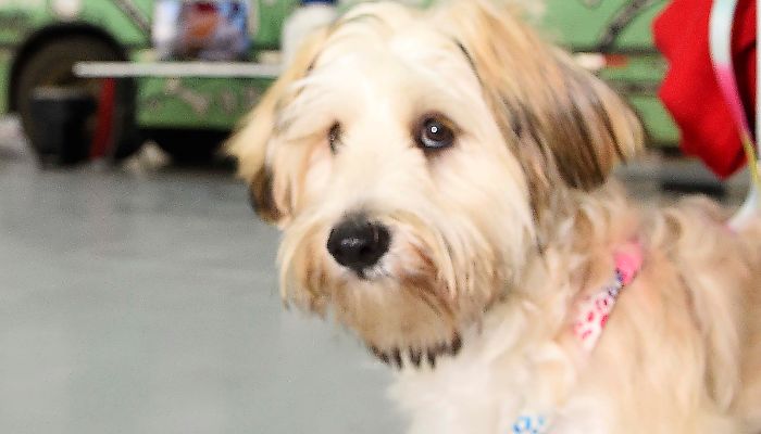 Foto: Denis Ferreira Netto/SEDEST Programa CastraPet Paraná vai beneficiar mais de 8 mil cães e gatos em abril